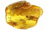 Detailed Fossil Caddisfly (Trichopterae) In Baltic Amber #87239-3